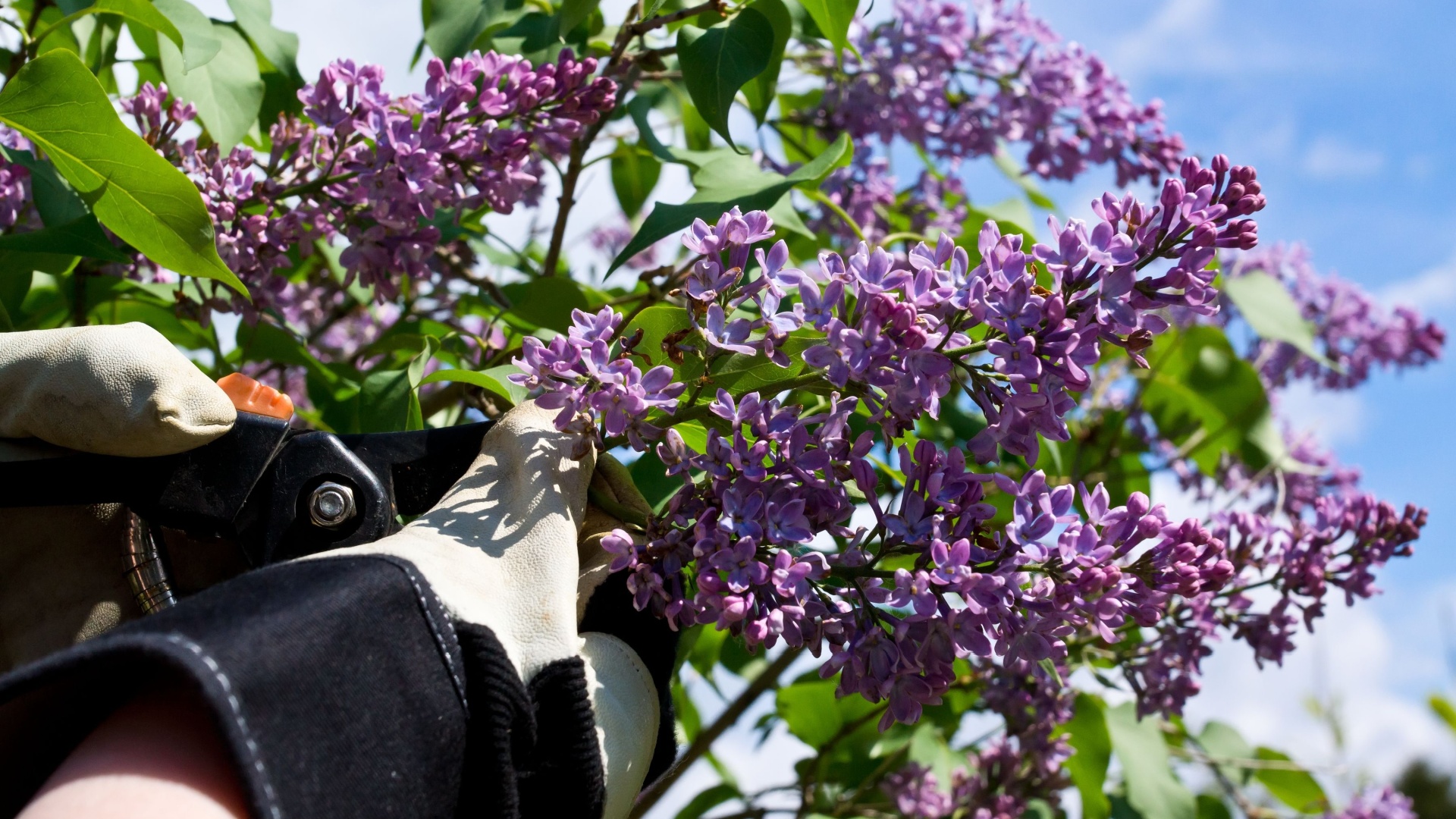 19 Plants You Can’t Miss Pruning Before May Ends For Bigger, Brighter Flowers