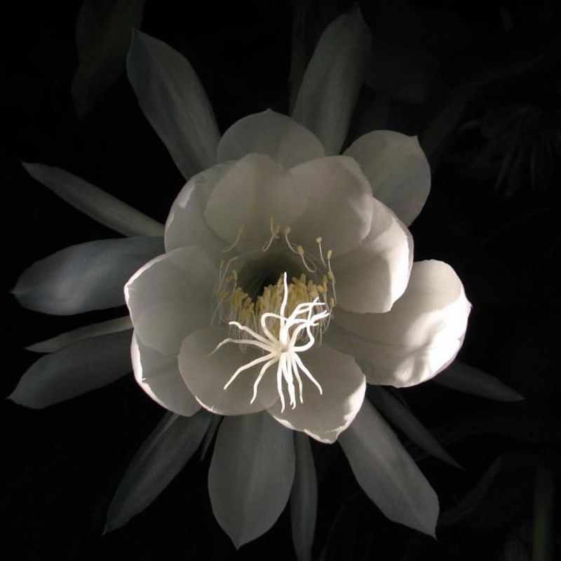 Kadupul Flower (Epiphyllum oxypetalum)