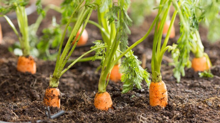 carrot plants in garden