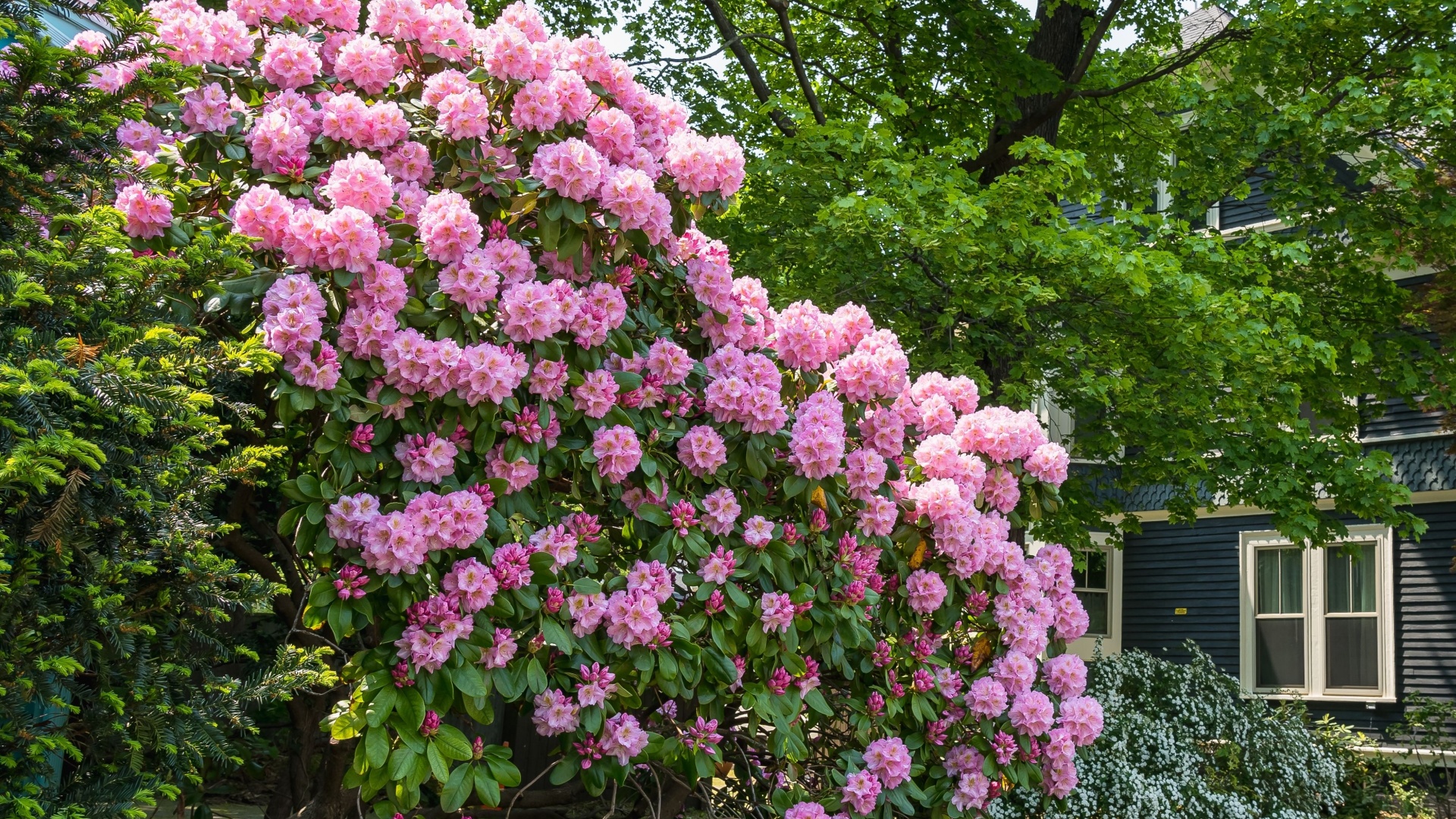 19 Showy Shrubs That Bloom All Year Long (And A Few More To Keep The Color Going)