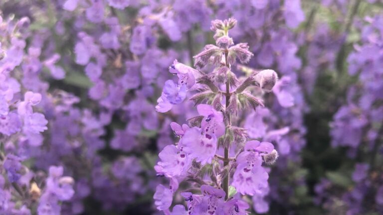 Russian Sage Flowers
