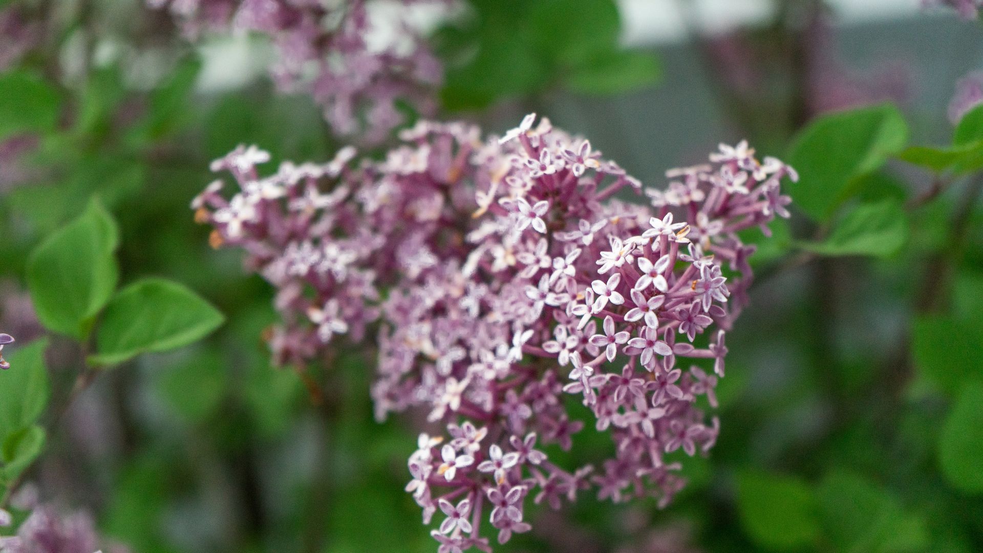 Dwarf Korean Lilac Tree Flower