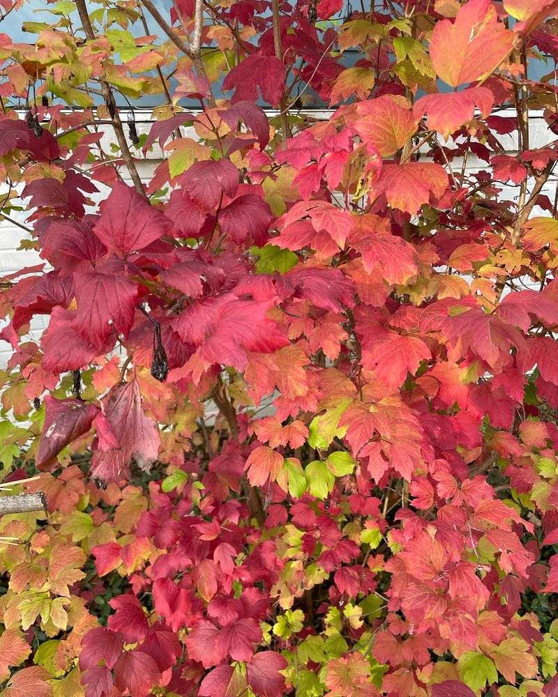 Dwarf Burning Bush