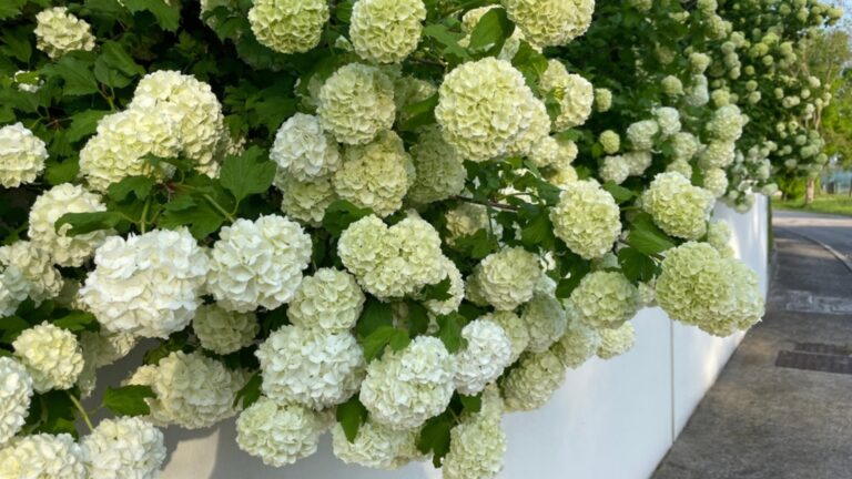 annabelle hydrangea in bloom