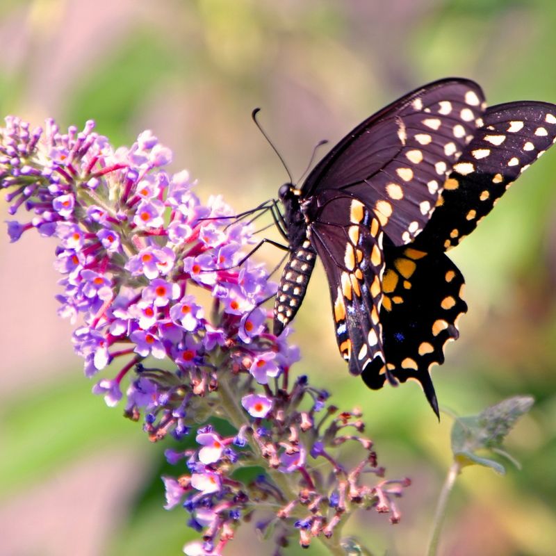 Butterfly Bush (Buddleia)