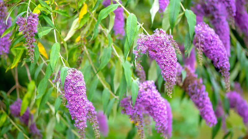 Butterfly Bush (Buddleja davidii)