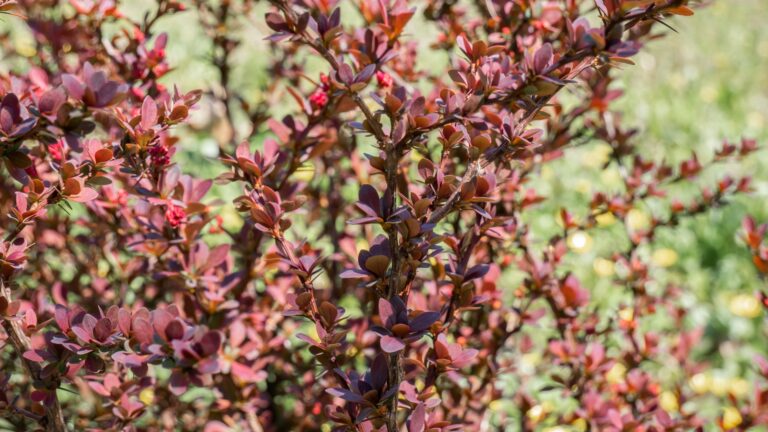 japanese barberry shrub