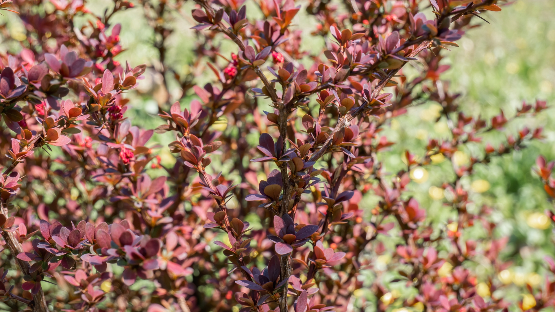 japanese barberry shrub