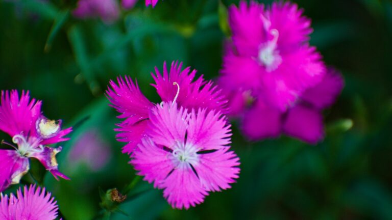 Pink Dianthus Firewitch Flowers