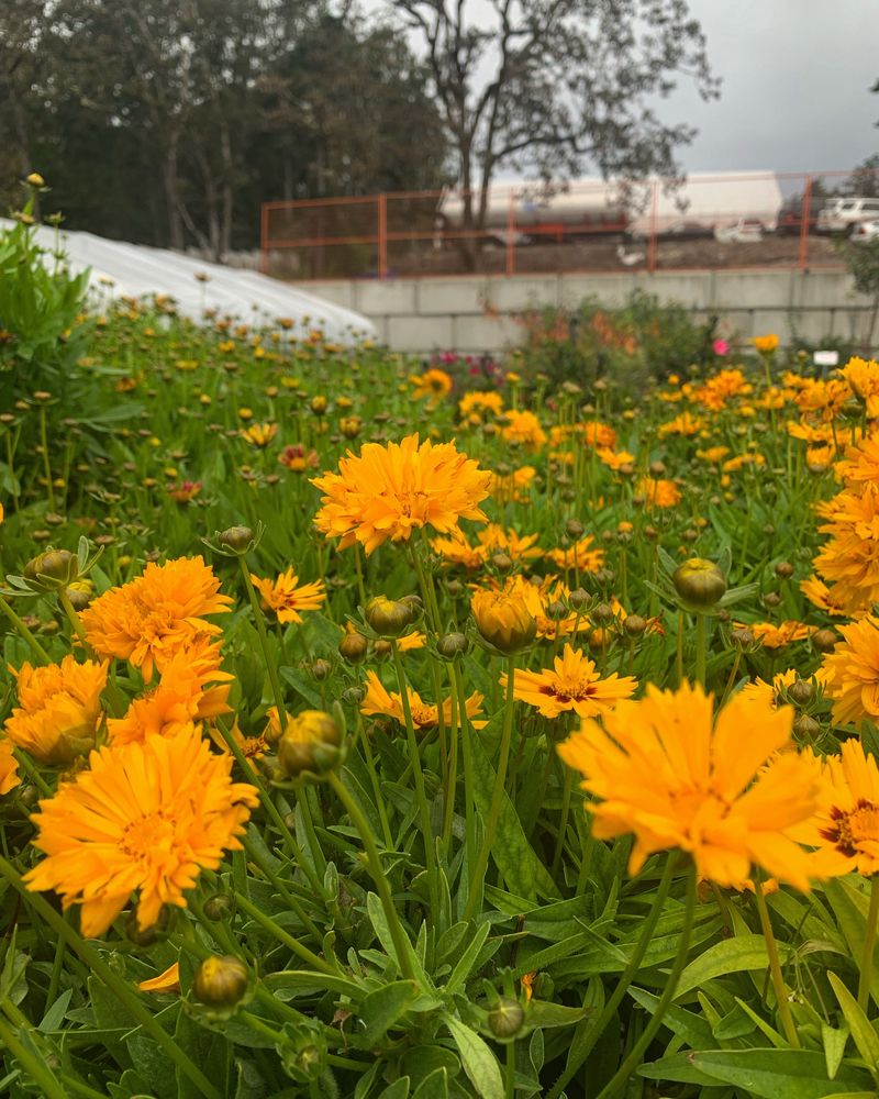 Coreopsis 'Early Sunrise'