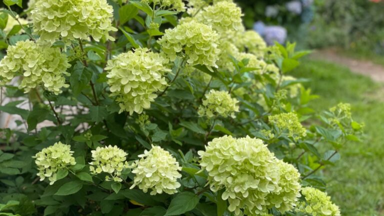 little lime hydrangea