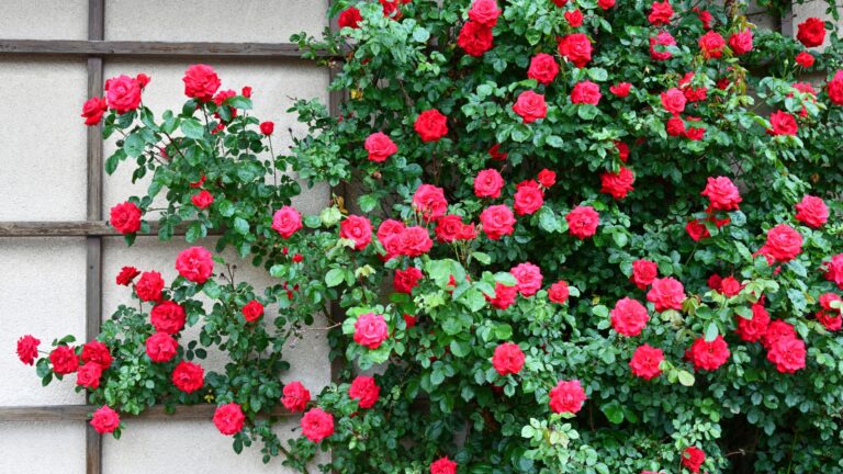 Climbing Roses