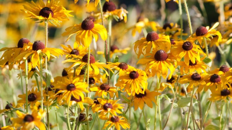 black eyed susans