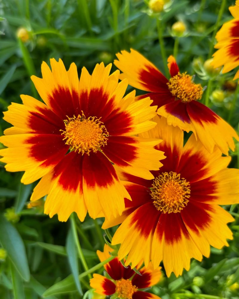 Coreopsis (Tickseed)