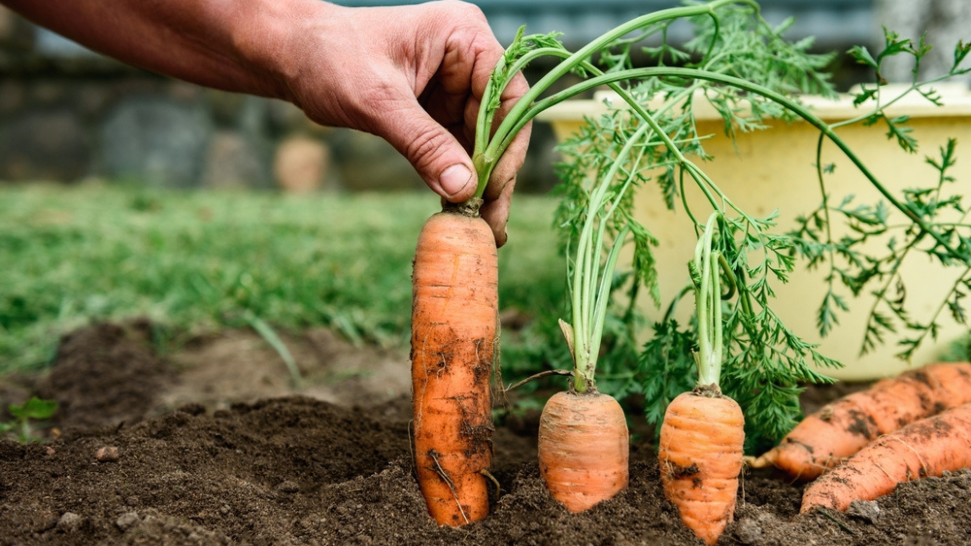 19 Tips For Growing The Best Carrots In Your Garden (Even If You’re New To It)