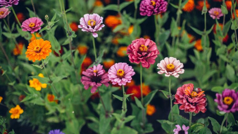 Zinnias