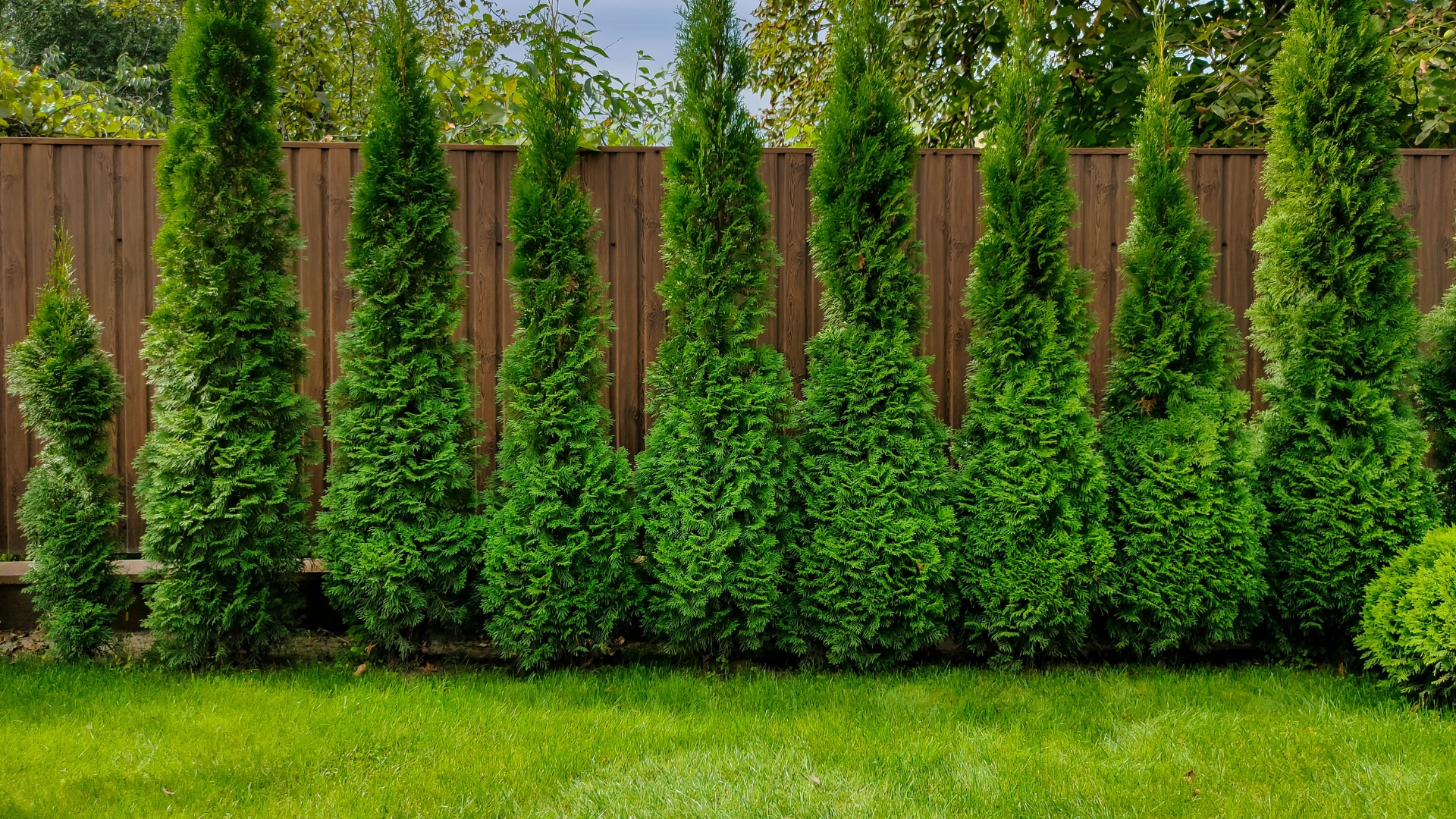 Arborvitae