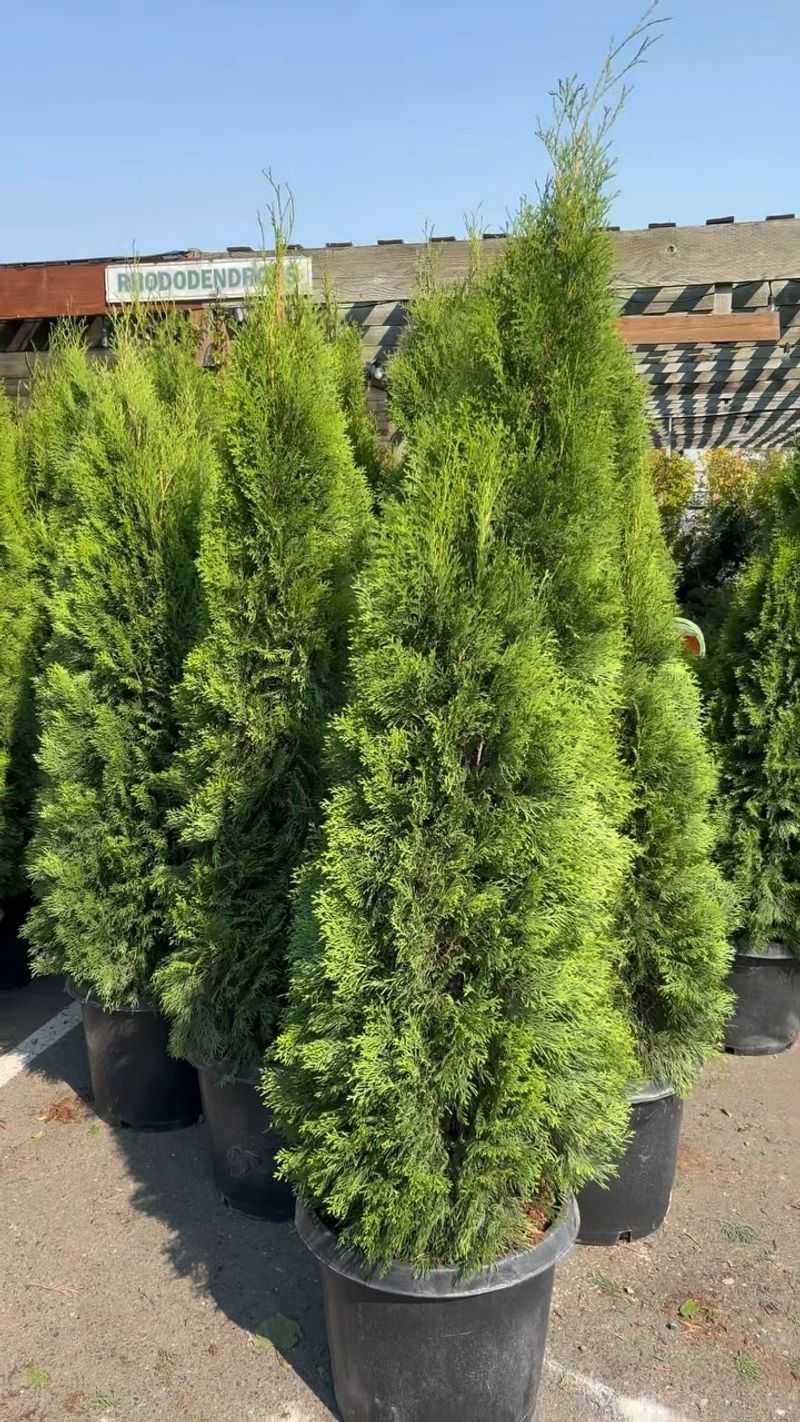 Emerald Green