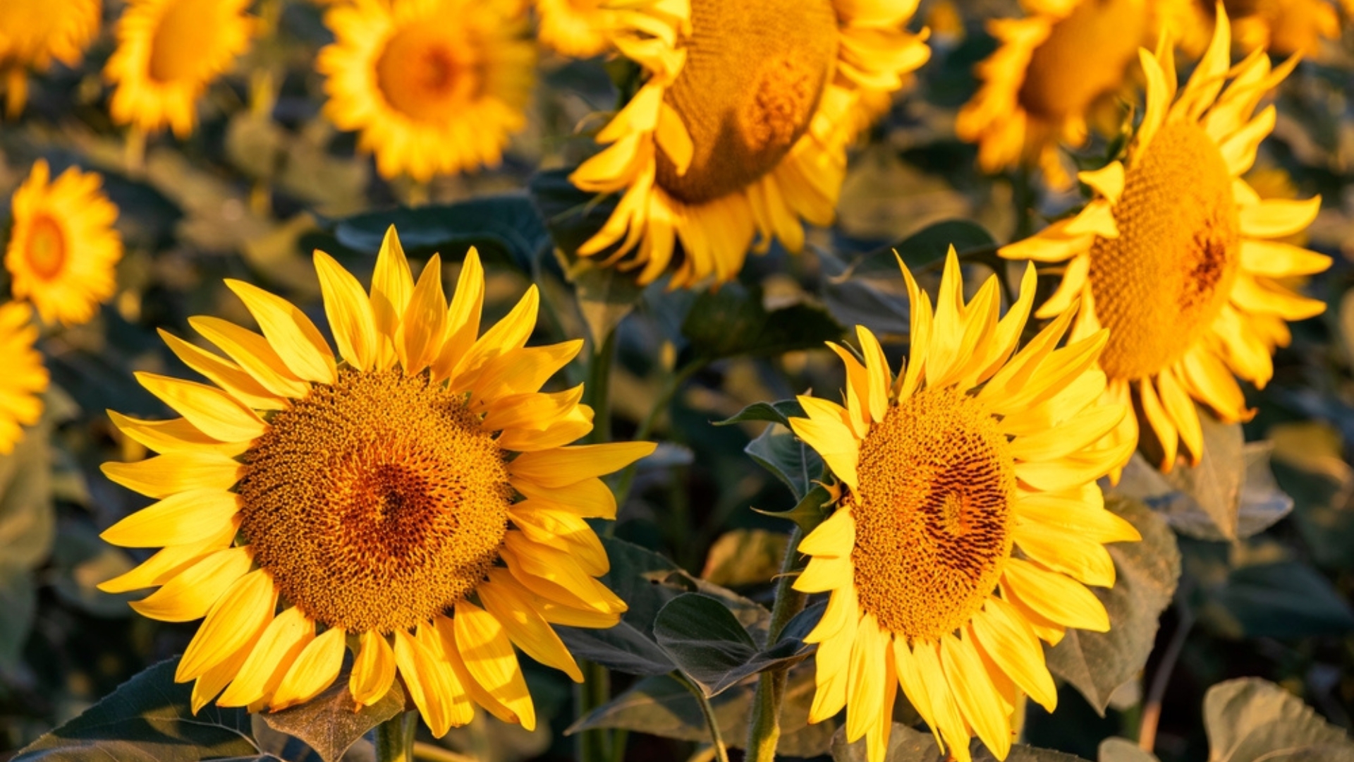 sunflowers in full bloom