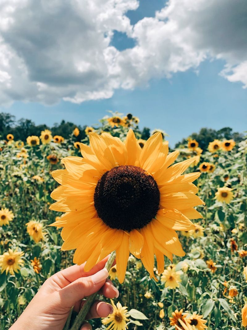 Sunflowers: The Ultimate Sun Seekers