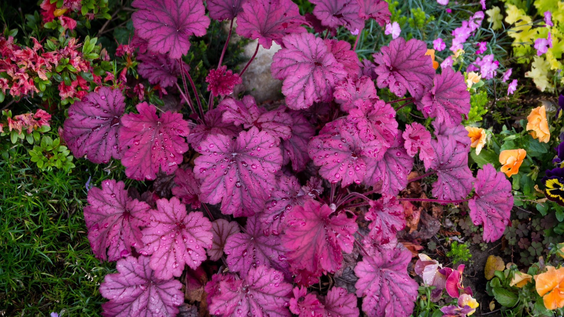 heuchera foliage