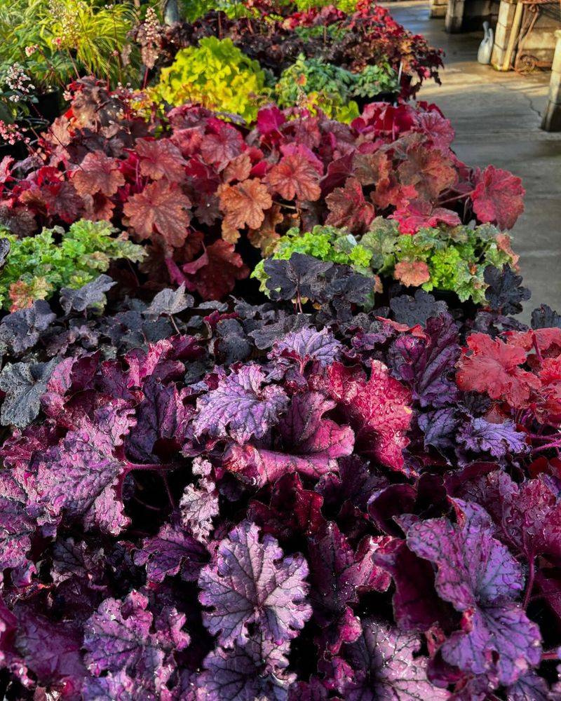 Heuchera (Coral Bells)