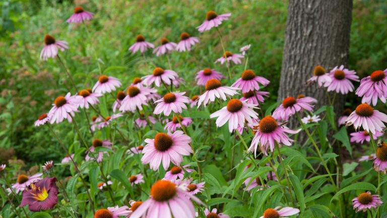 Purple Coneflower