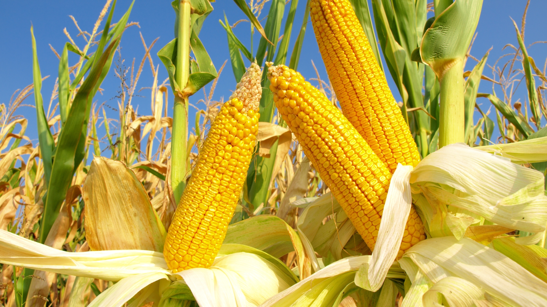 20 Companion Plants To Grow With Corn For A Bigger, Better Harvest (And Why They Work)