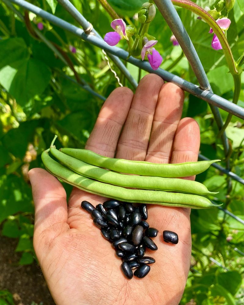 Beans