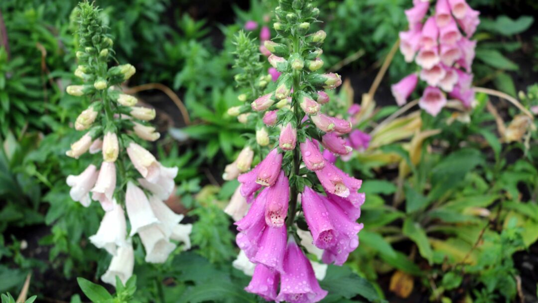 Neasily 20 Delicate Perennials That Beginners Easily Kill