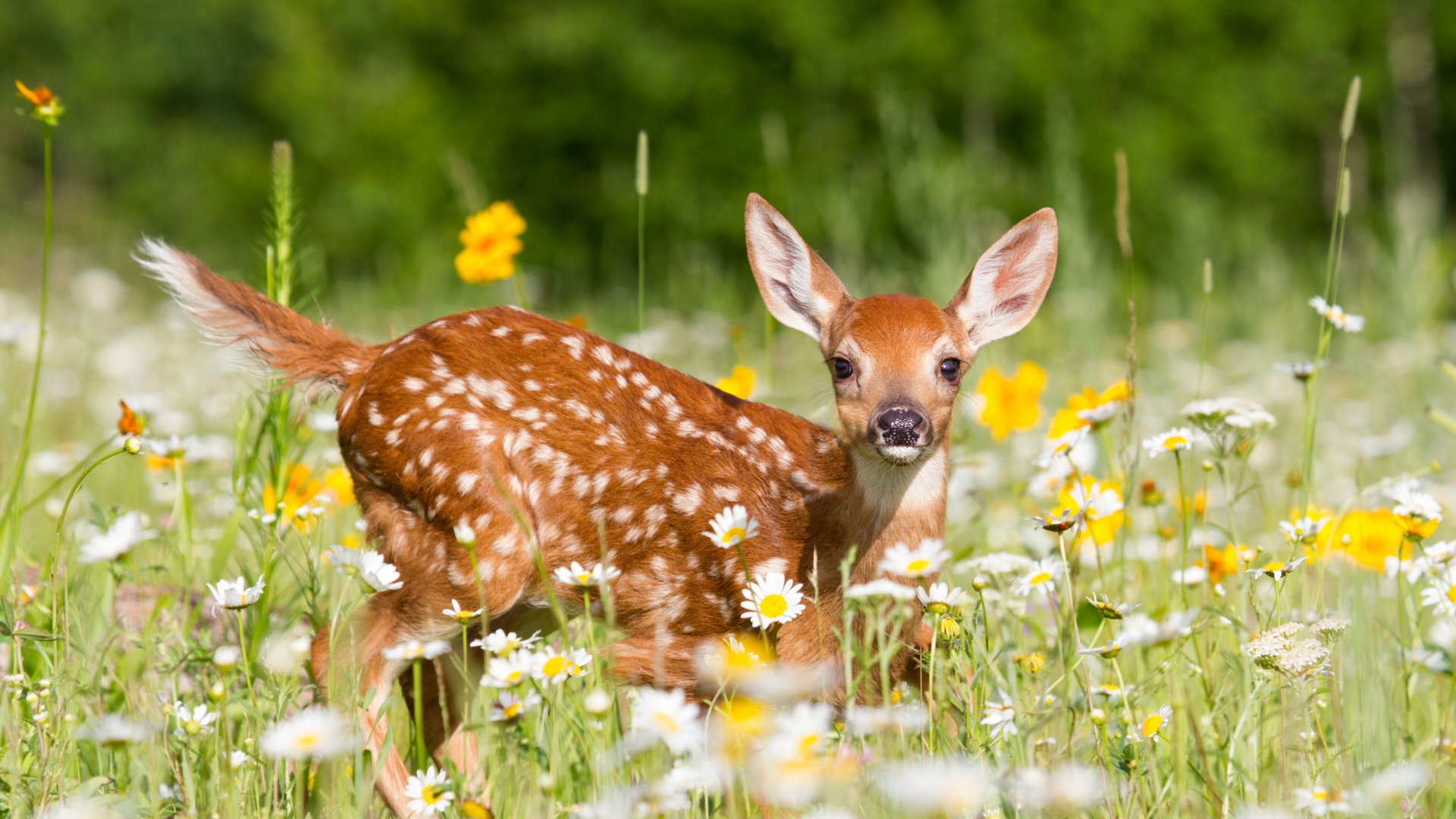 20 Delicate Perennials That Deer Absolutely Love To Devour