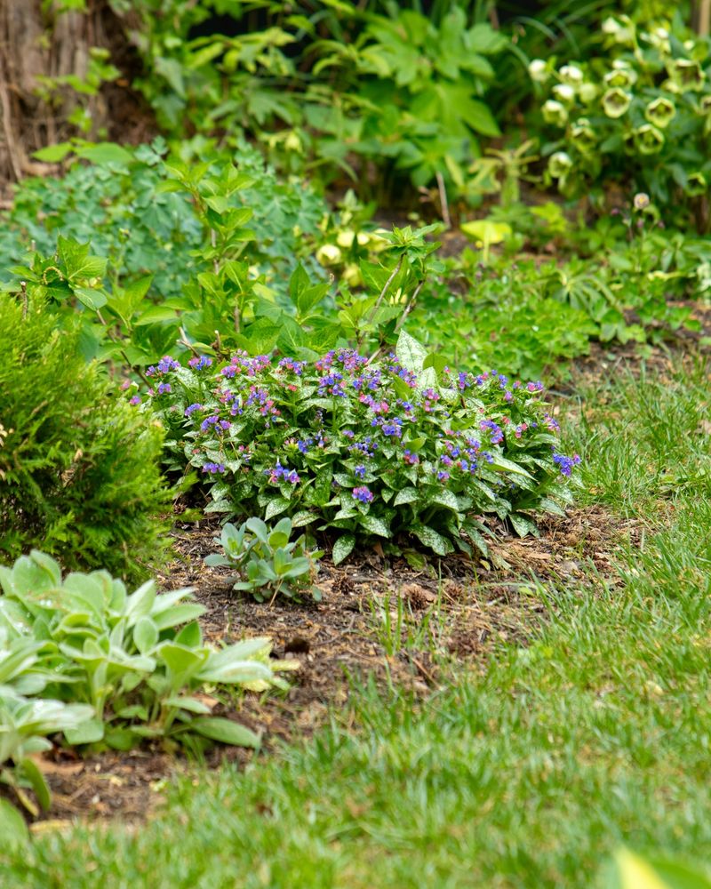 Hostas