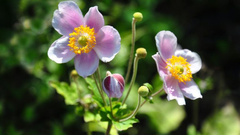 japanese anemone