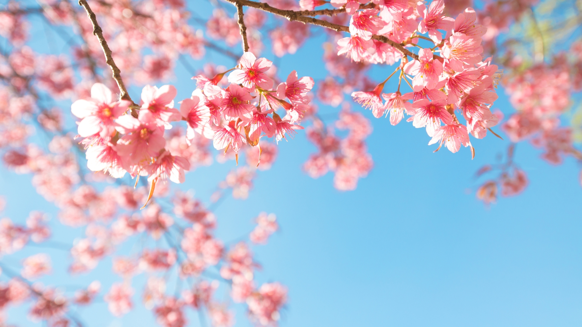 20 Dreamy Pink And White Plants To Create A Magical Garden Vibe