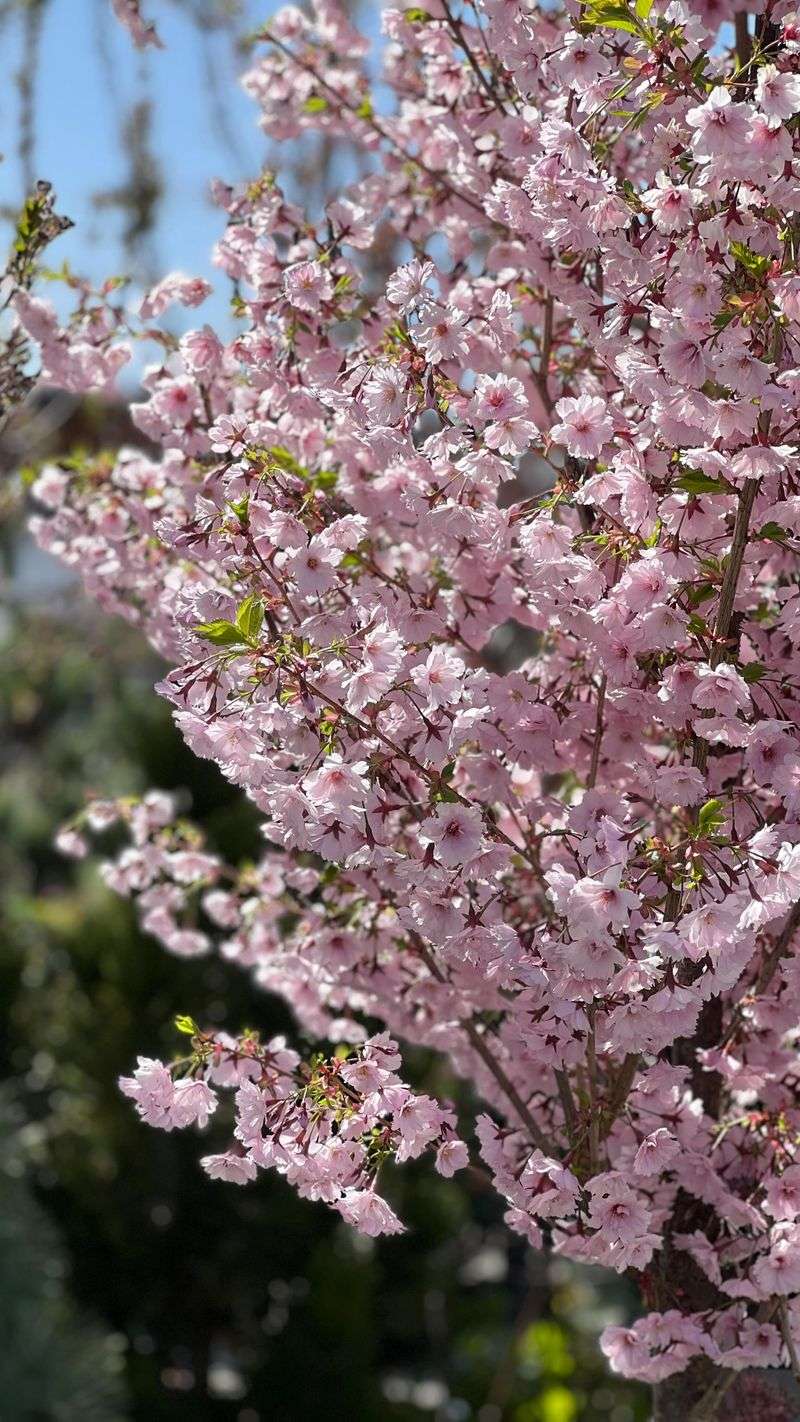 Cherry Blossom Trees