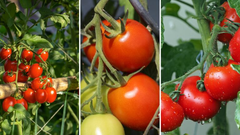 cherry, roma, and brandywine tomato