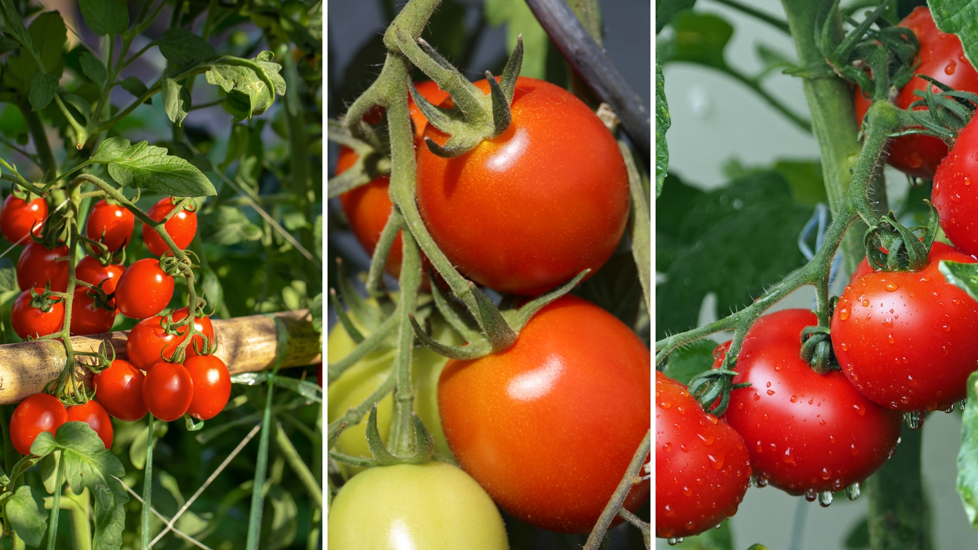 20 Easy-Grow Tomato Varieties Perfect For First-Time Gardeners