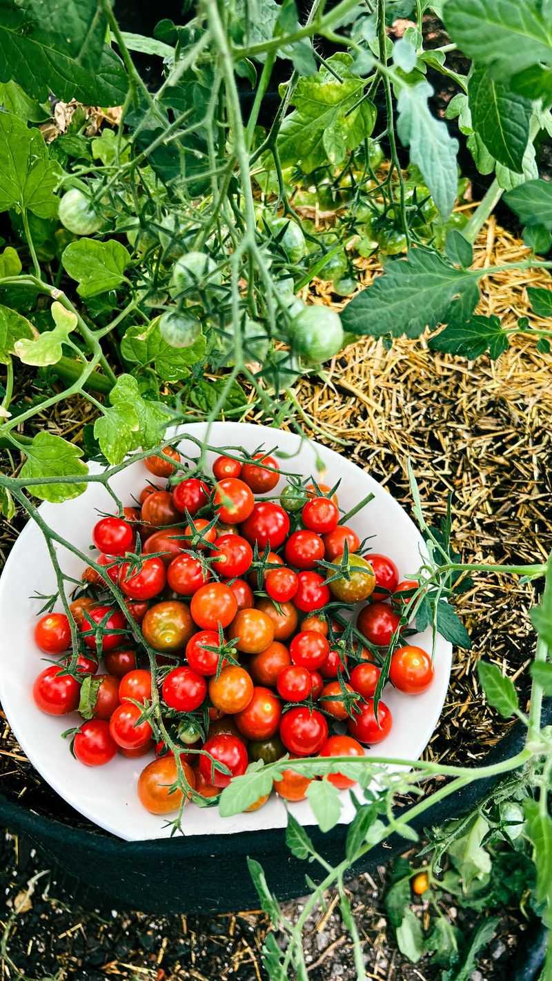 Cherry Tomatoes: Sweet Success in Small Packages