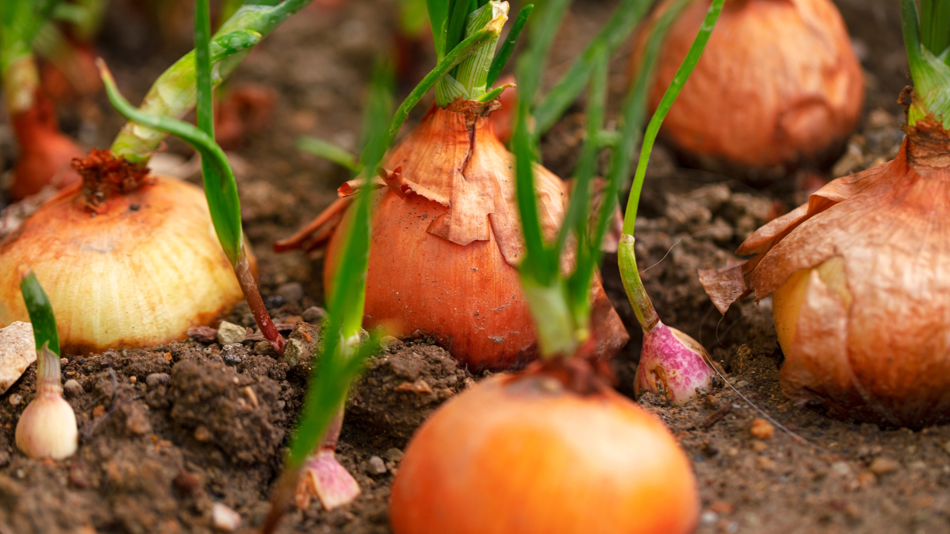 20 Easy-To-Grow Veggies That Help With Inflammation (And Come With Extra Perks Too)