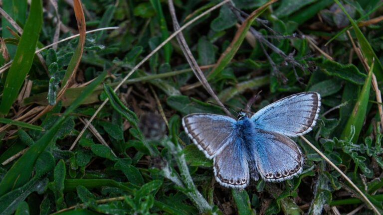 Palos Verdes Blue Butterfly