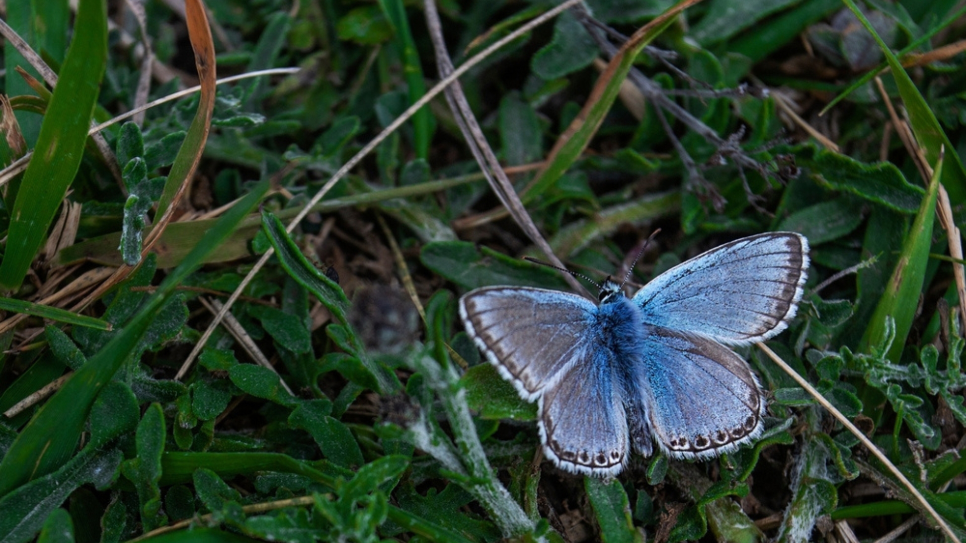 Palos Verdes Blue Butterfly
