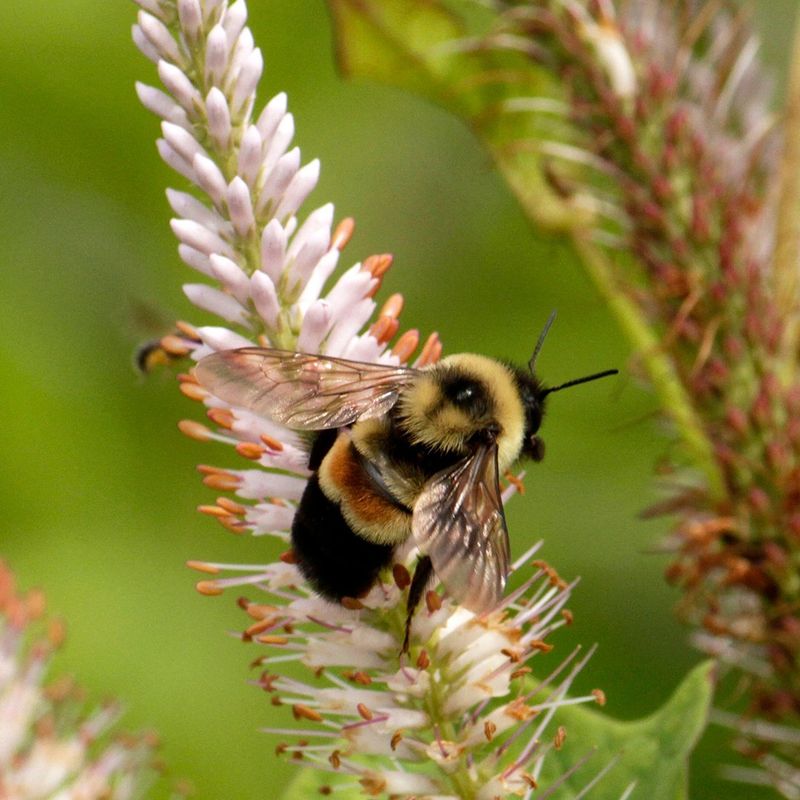 Rusty Patched Bumblebee