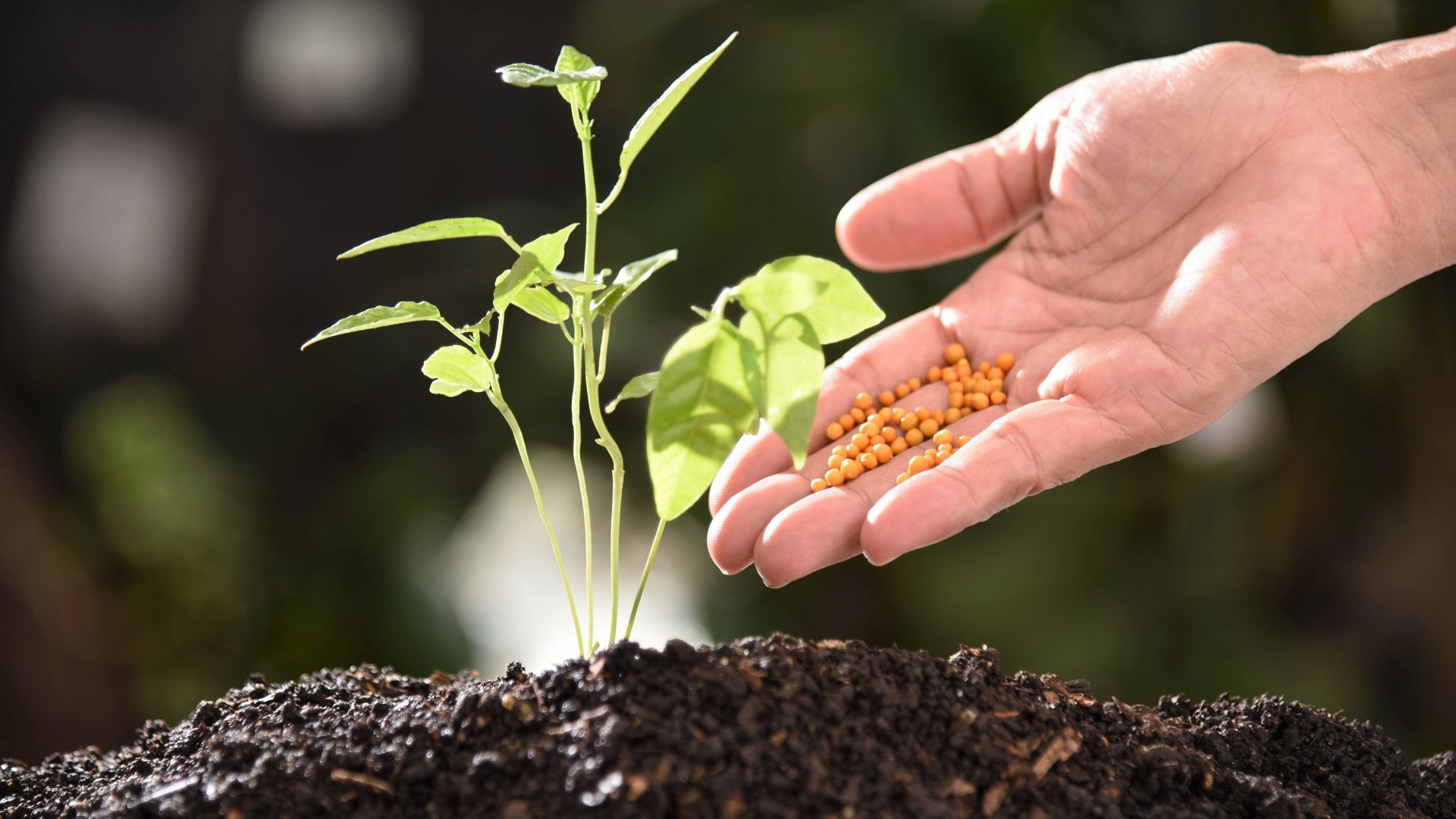 20 Expert Tips For Picking The Right Fertilizer For Seedlings (Without Overdoing It)