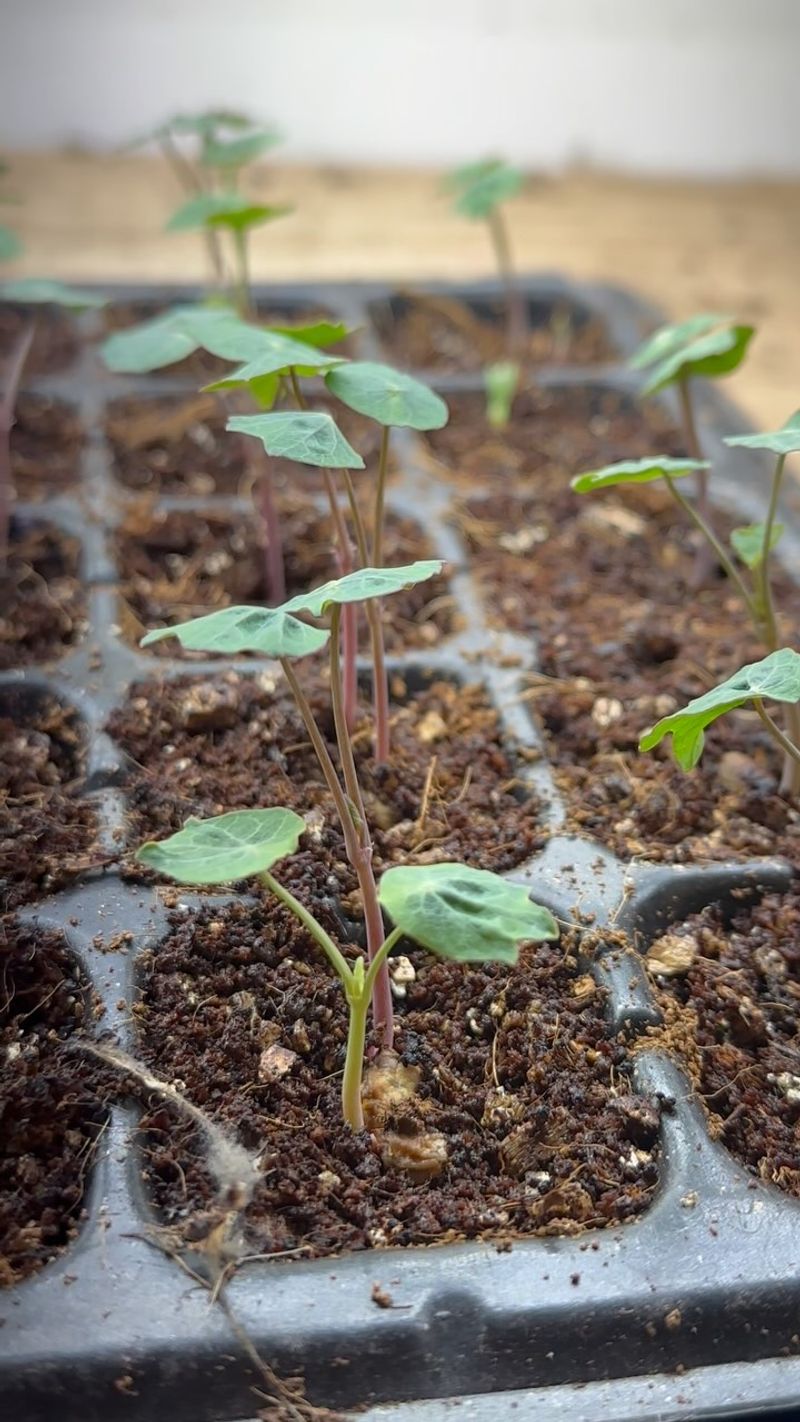 Know When To Start Fertilizing