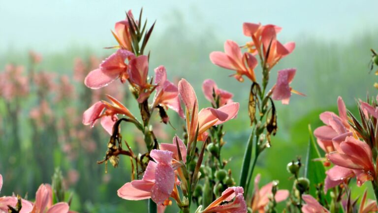 Gladiolus