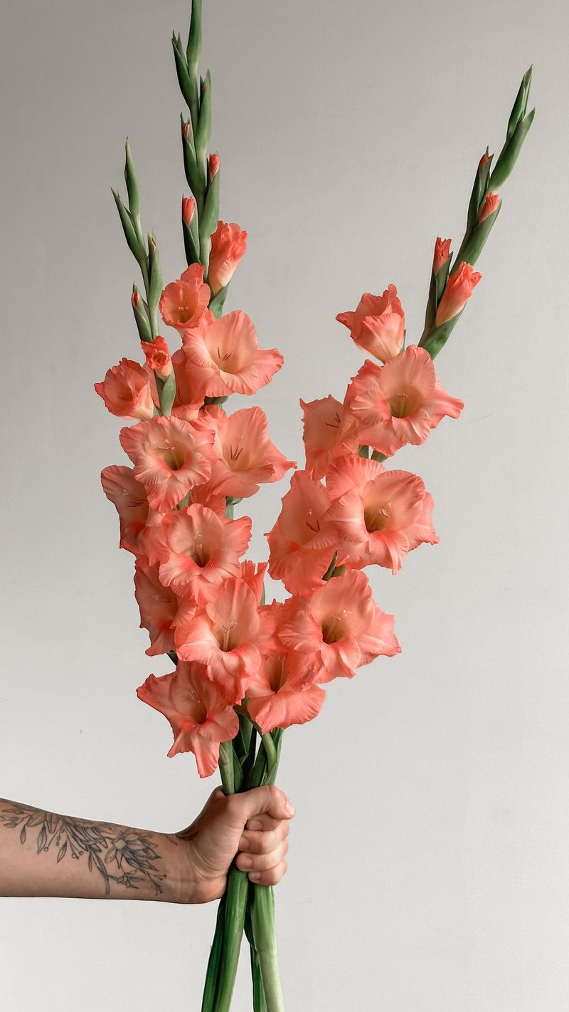 Glamorous Gladiolus