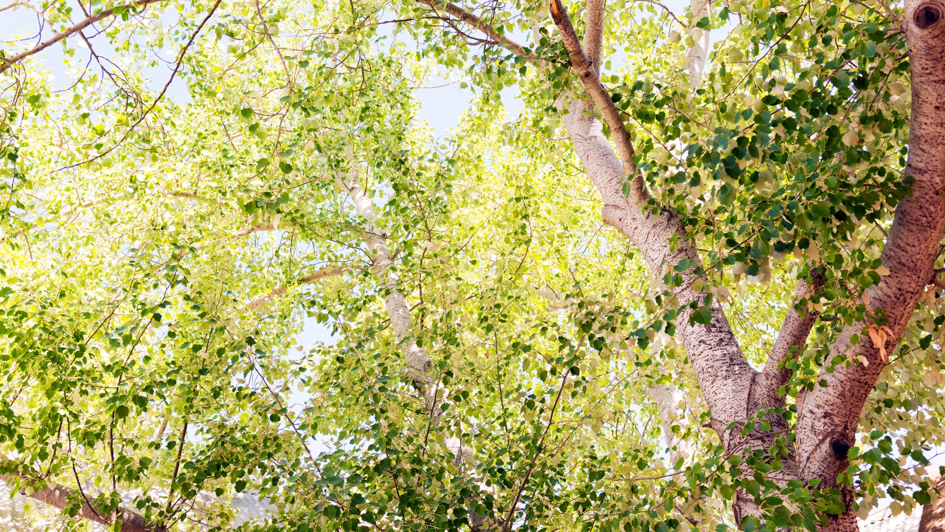 Trees