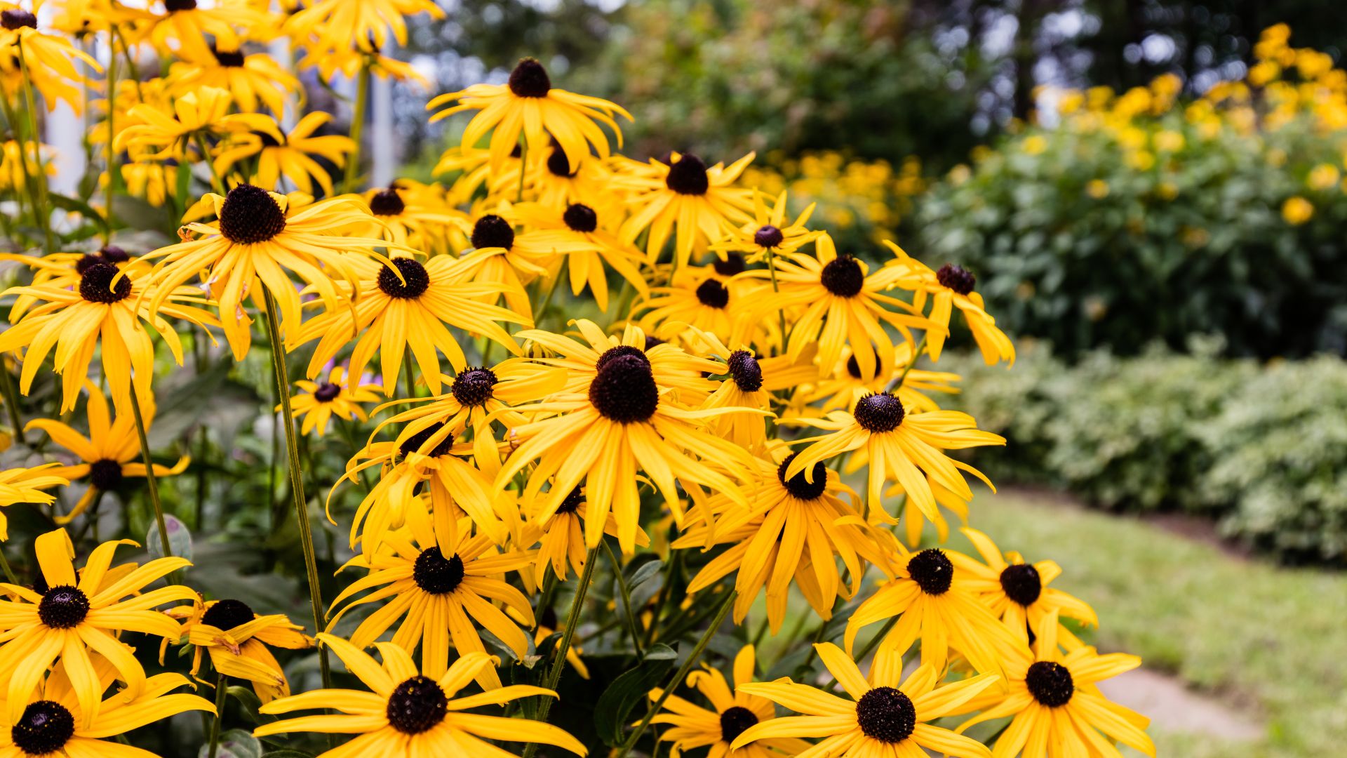20 Fast-Spreading Perennials That Won’t Take Over Your Yard