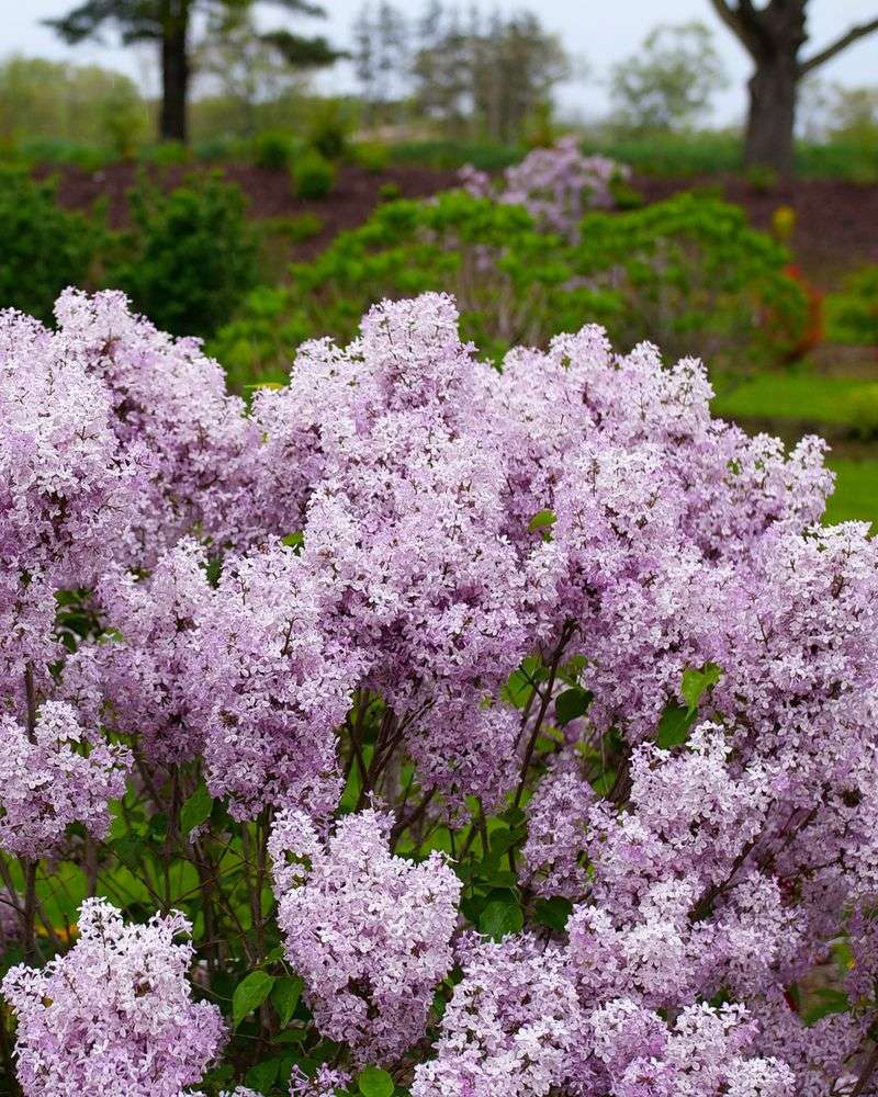 Lilac