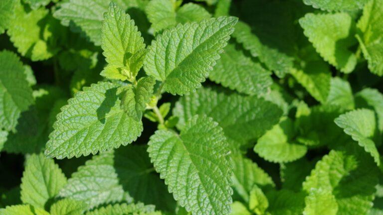 mint plant